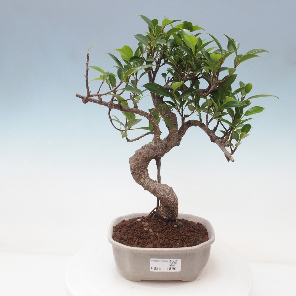 Kryty bonsai - Ficus retusa - figowiec drobnolistny