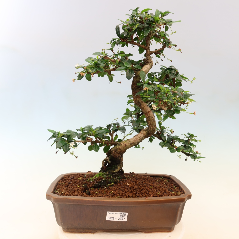 Bonsai pokojowe - Carmona macrophylla - Tea fuki