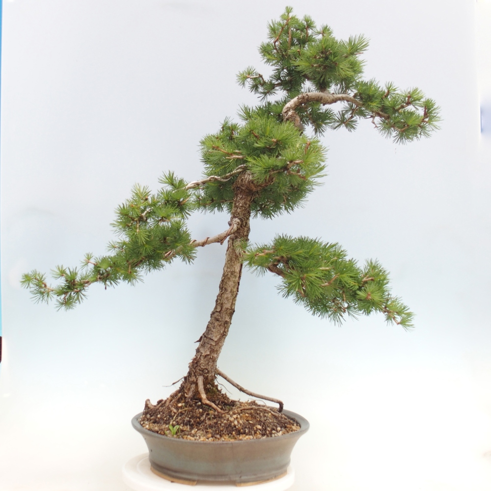 Bonsai zewnętrzne - Larix decidua - Modrzew