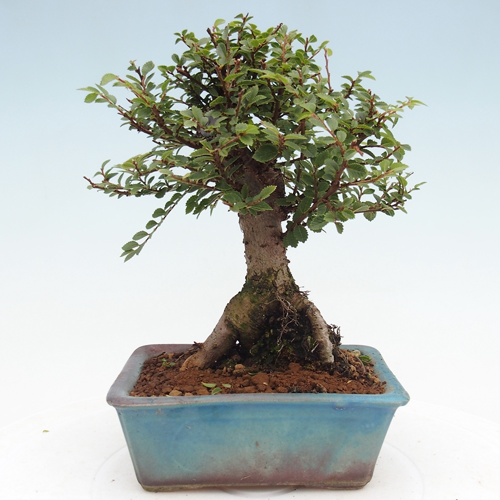 Bonsai zewnętrzne - Ulmus parvifolia Hokkaido - wiąz chiński