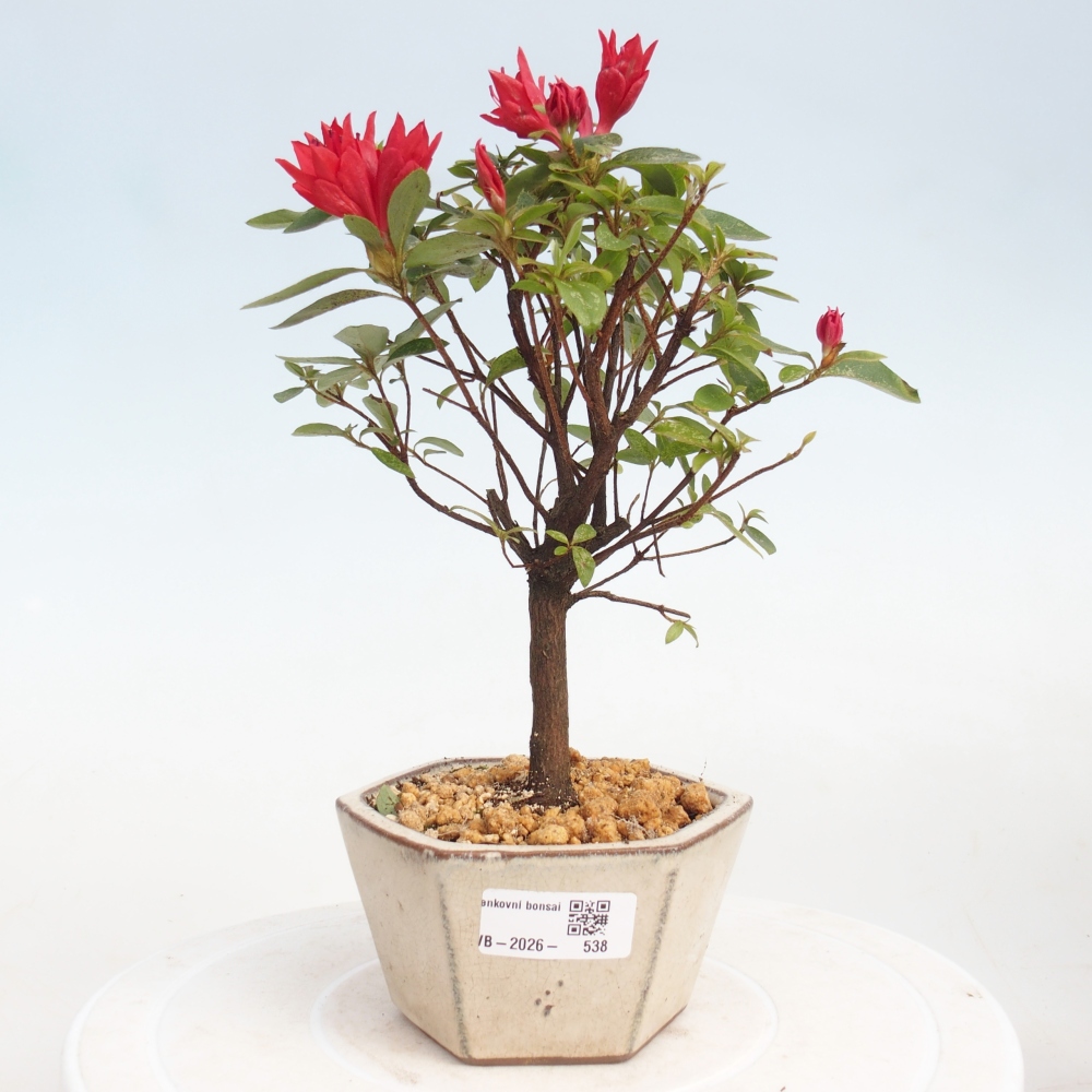 Outdoor bonsai - Azalia japońska - Azalea sp.