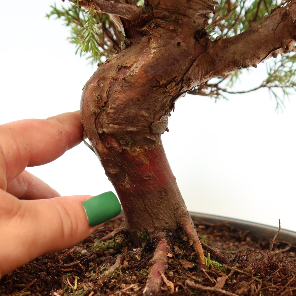 Bonsai ogrodowe – Juniperus chinensis Itoigawa – jałowiec chiński