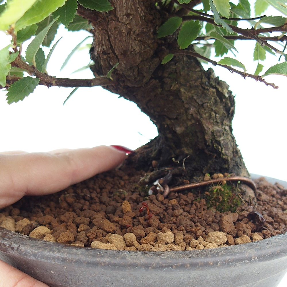 Bonsai zewnętrzne - Zelkova - Zelkova NIRE