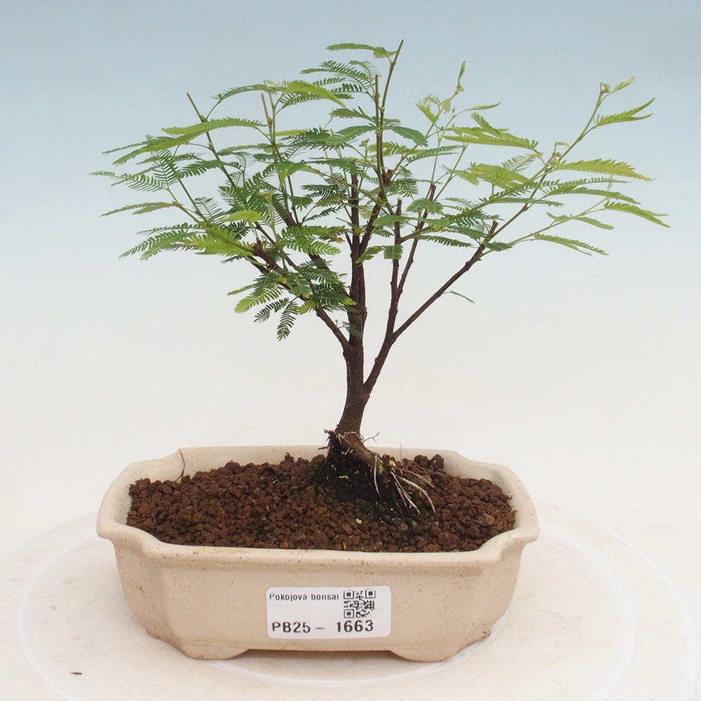 Pokój bonsai-Calliandra surinamensis Dixie Pink - Kaliandra z Surii