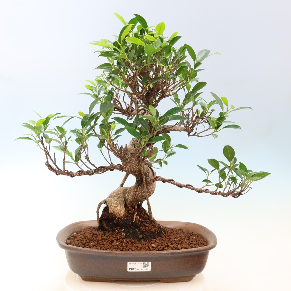 Pokój bonsai - Ficus kimmen - figowiec drobnolistny