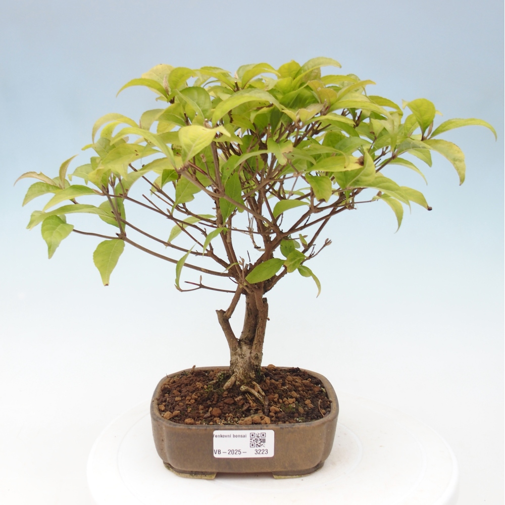 Outdoor bonsai - callicarpa jap Leucocarpa