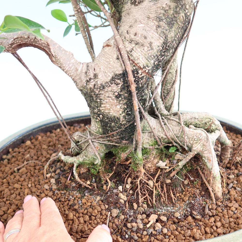 Pokój bonsai - Ficus kimmen - figowiec drobnolistny