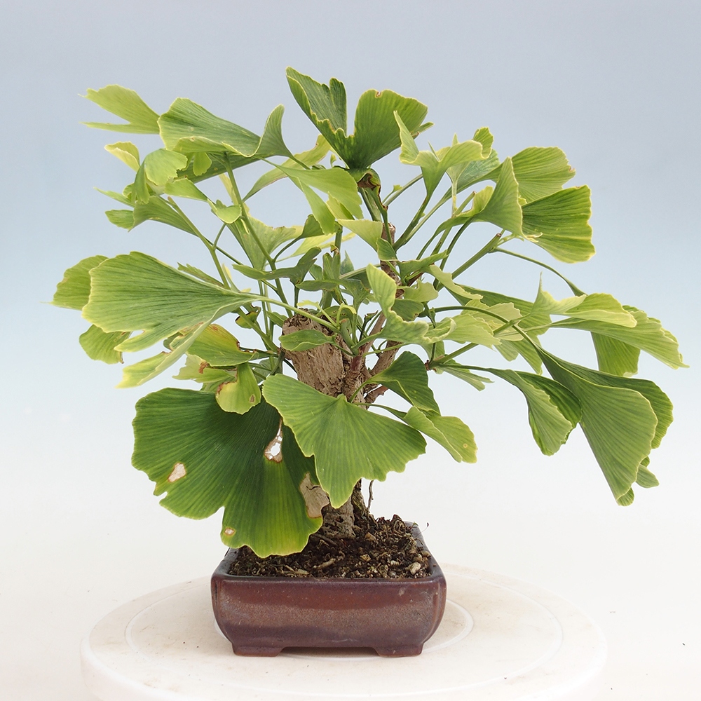 Outdoor bonsai - Jinan biloba - Ginkgo biloba