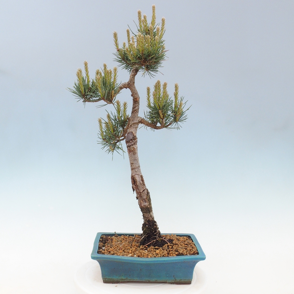 Outdoor bonsai - Pinus Sylvestris - sosna zwyczajna