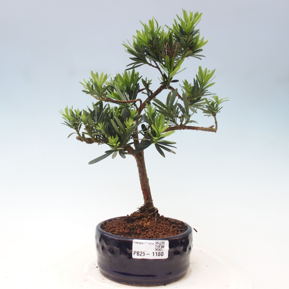 Kryty bonsai - Podocarpus - Kamień tys