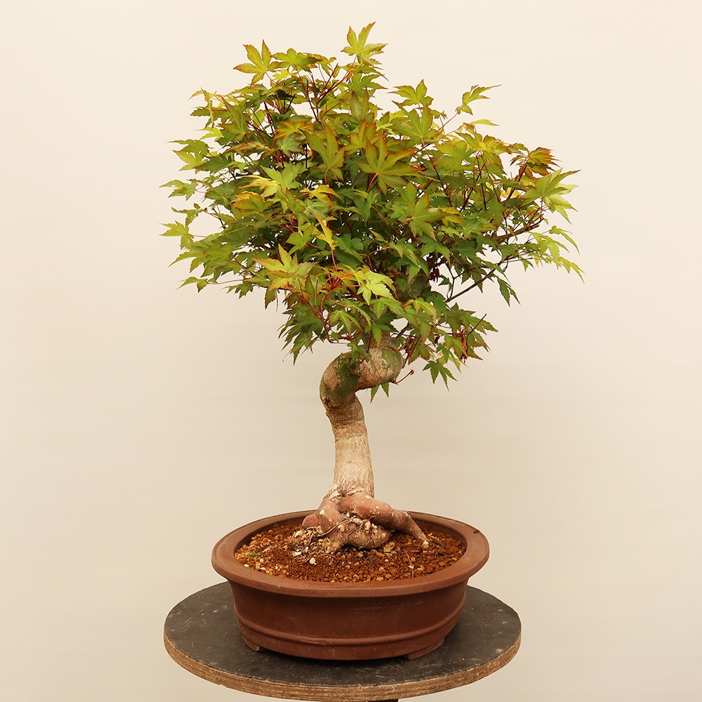 Outdoor bonsai - Klon palmowy - Palmy