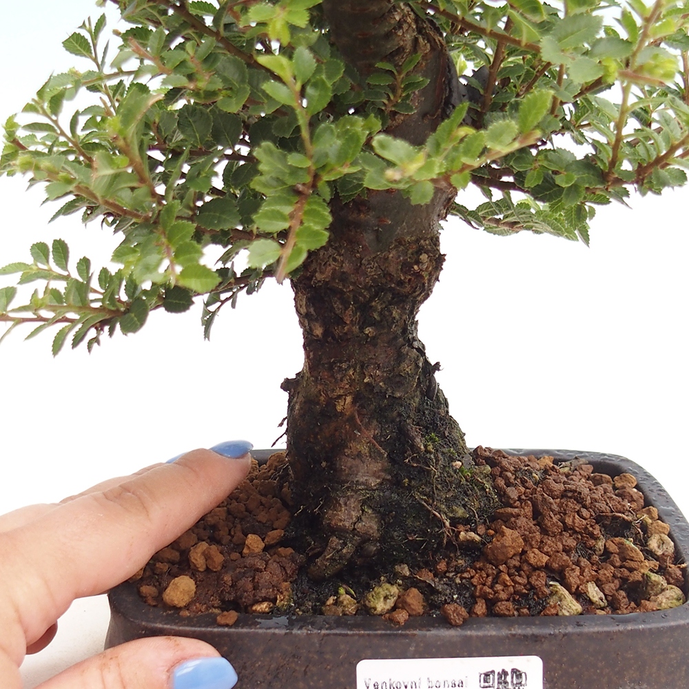 Bonsai zewnętrzne - Ulmus parvifolia Hokkaido - wiąz chiński