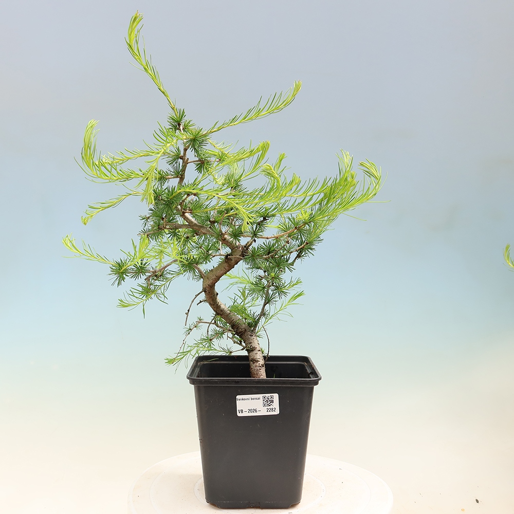 Bonsai zewnętrzne - Larix decidua - Modrzew