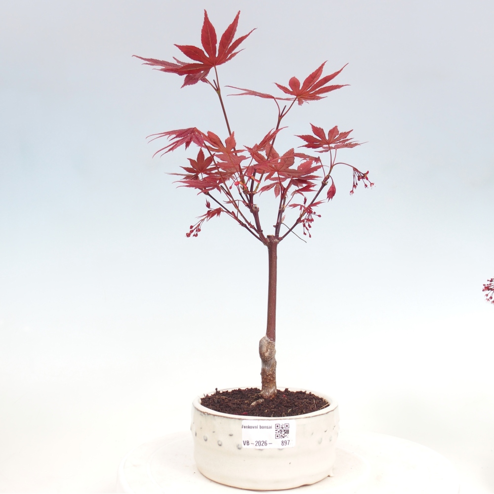 Bonsai na zewnątrz - Palma Acer. Atropurpureum-Javor palmate