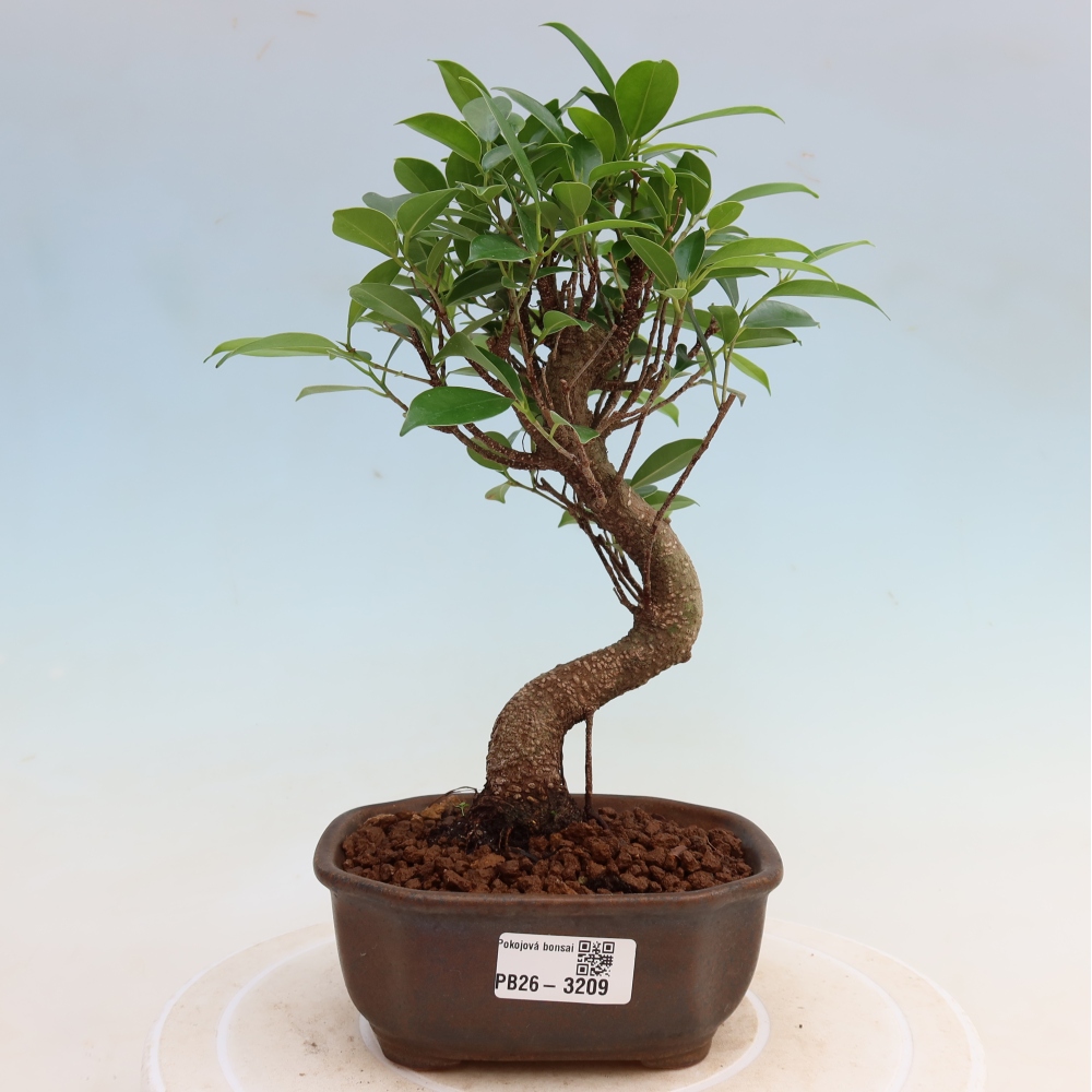 Pokój bonsai - Ficus kimmen - figowiec drobnolistny