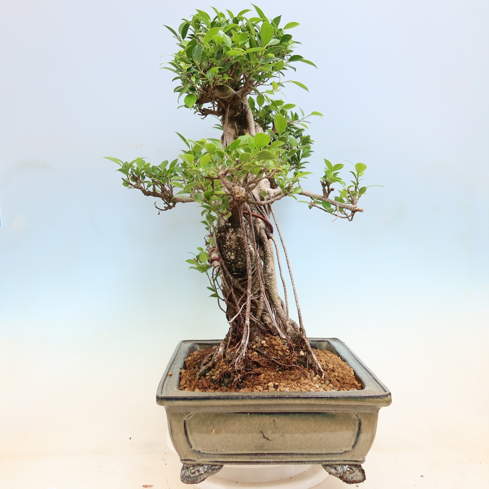 Pokój bonsai - Ficus kimmen - figowiec drobnolistny