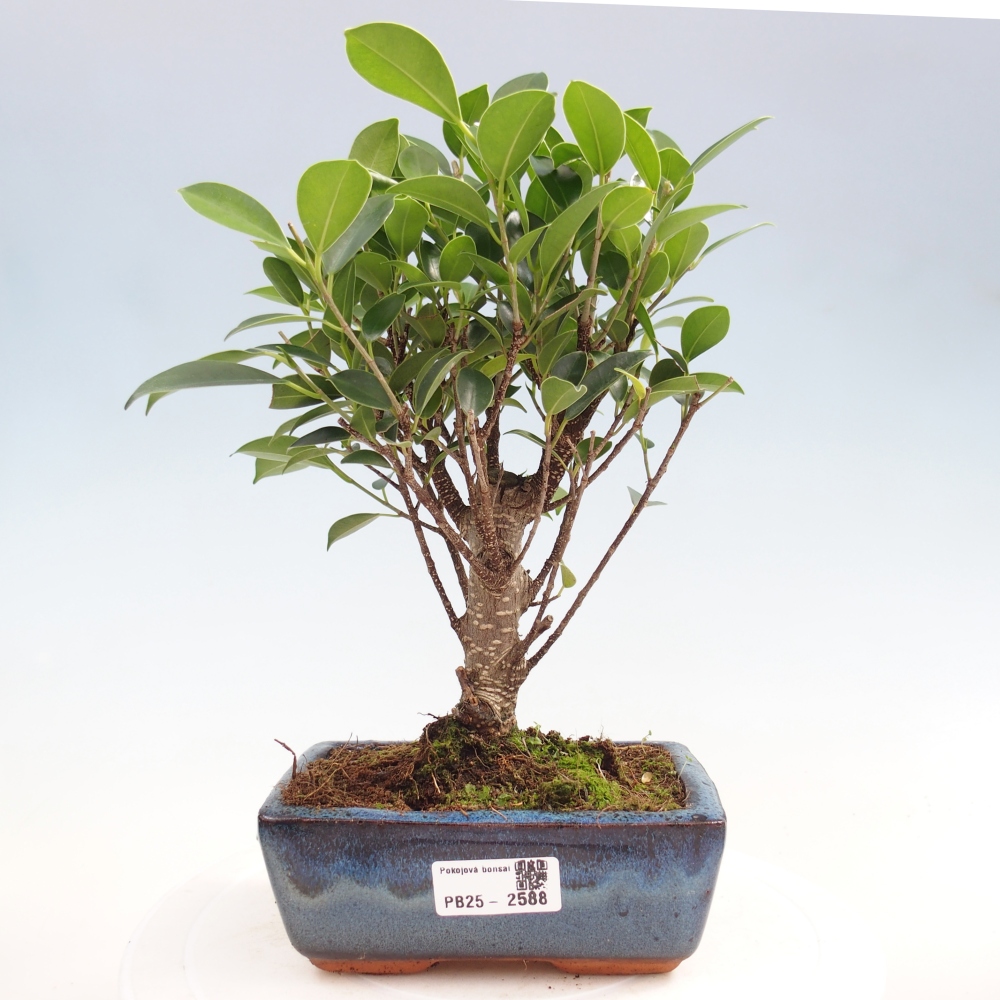Bonsai wewnętrzne - Ficus retusa - figowiec drobnolistny