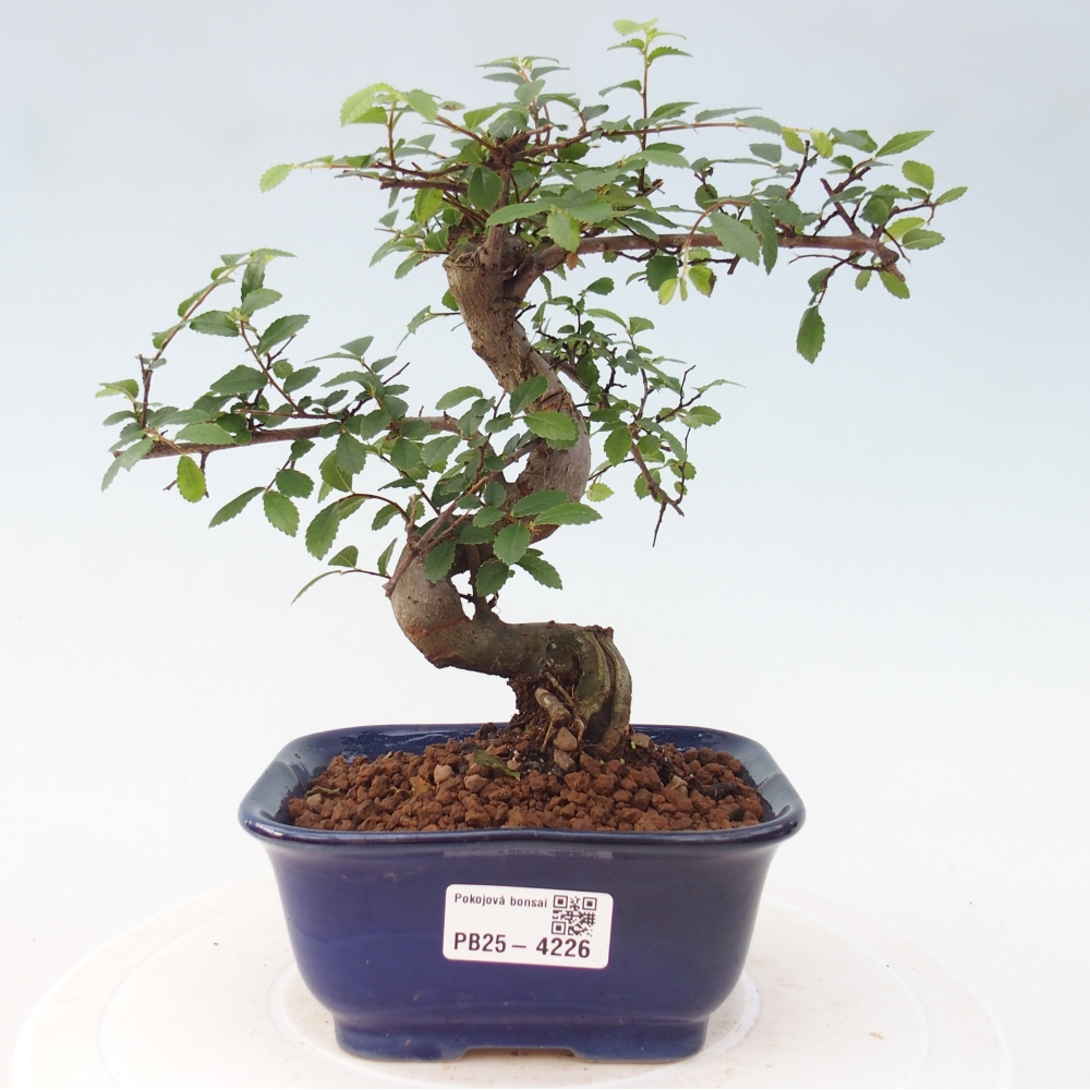 Pokój bonsai - Ulmus parvifolia - Wiąz drobnolistny