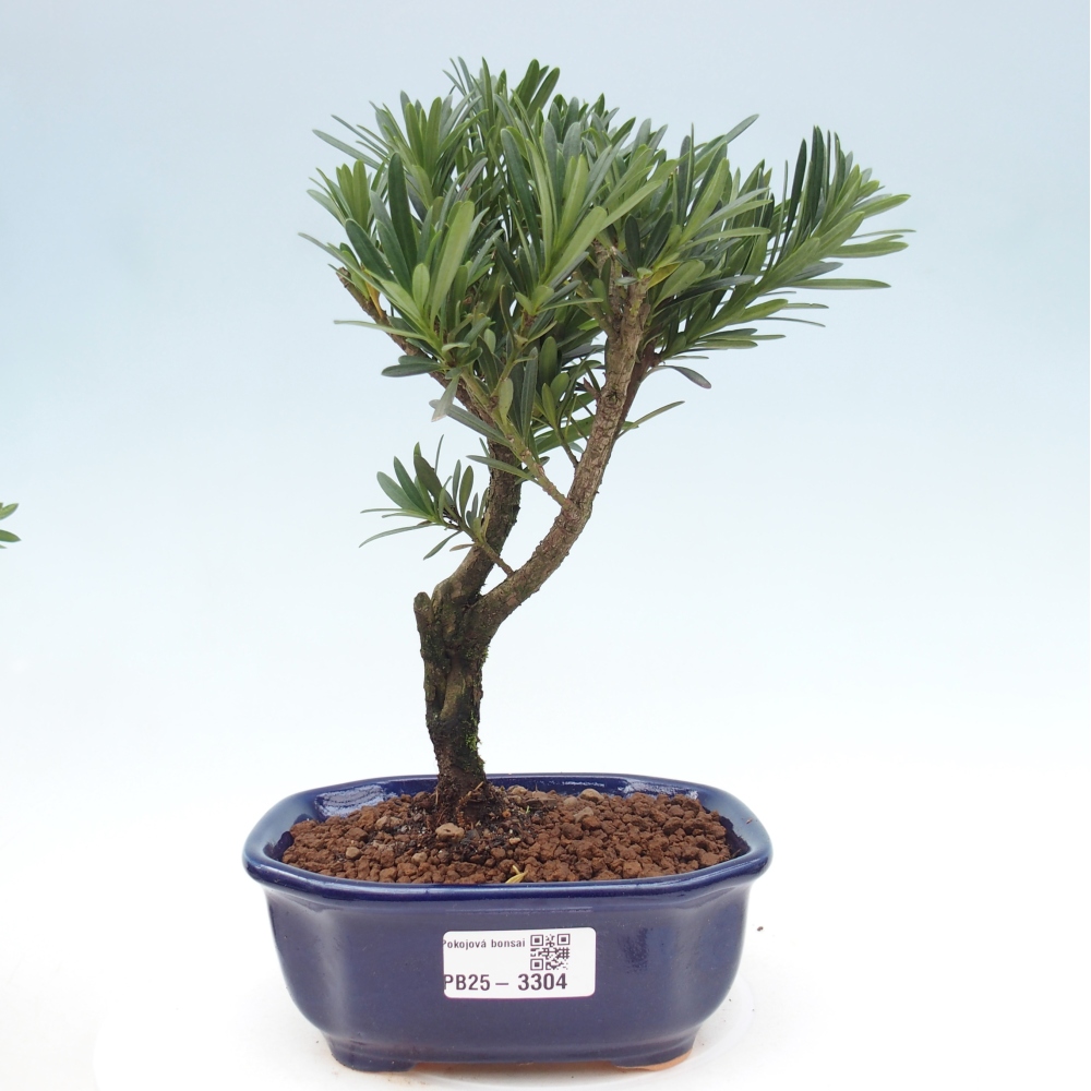 Pokój bonsai - Podocarpus - Kamienny cis