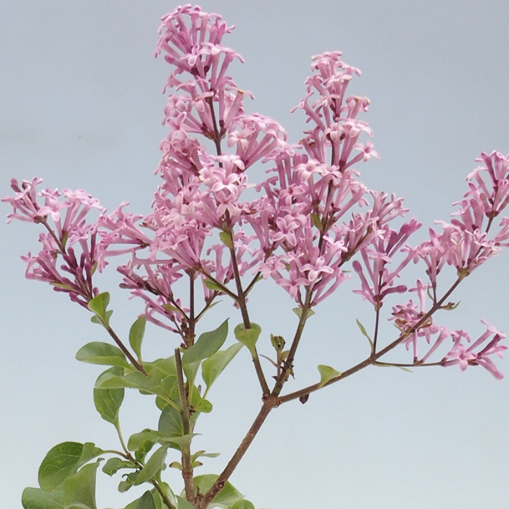 Outdoor bonsai - Syringa microphylla - liliowiec drobnokwiatowy