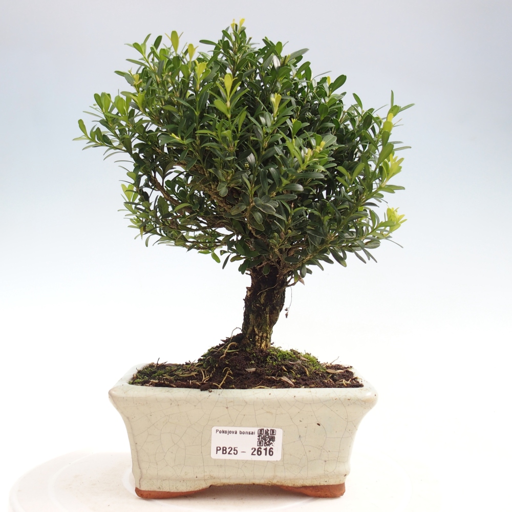 Pokój Bonsai - Buxus harlandii - Bukszpan korkowy