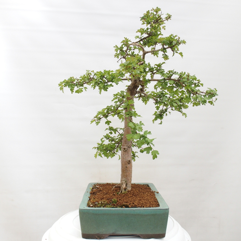 Bonsai zewnętrzne - Głóg - Crataegus monogyna