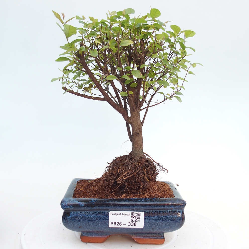 Bonsai pokojowe - Sageretia thea - Sageretia thea