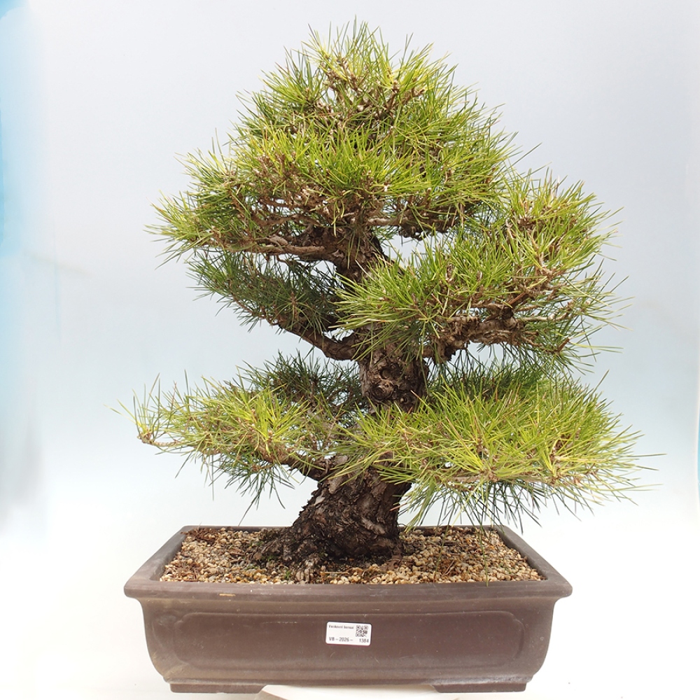 Outdoor bonsai - Pinus thunbergii - sosna Thunberga