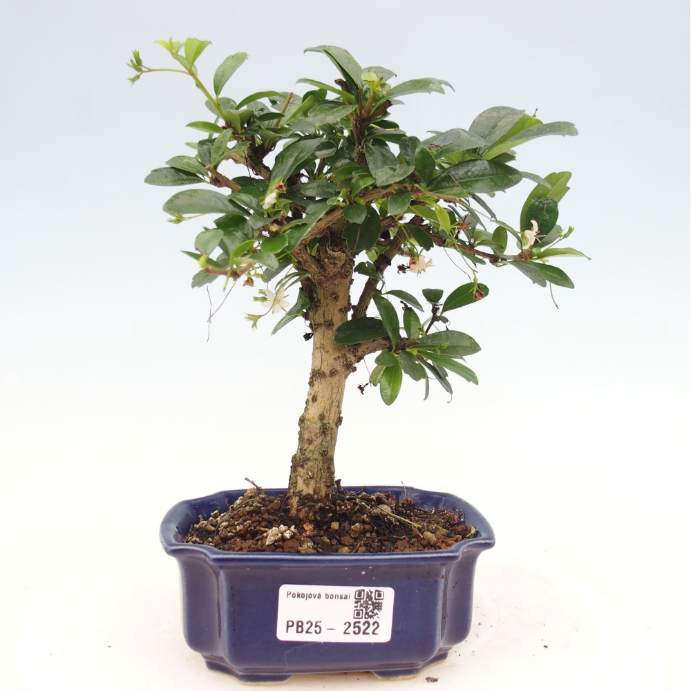 Bonsai wewnętrzne - Carmona makrophylla - Herbata Fuki