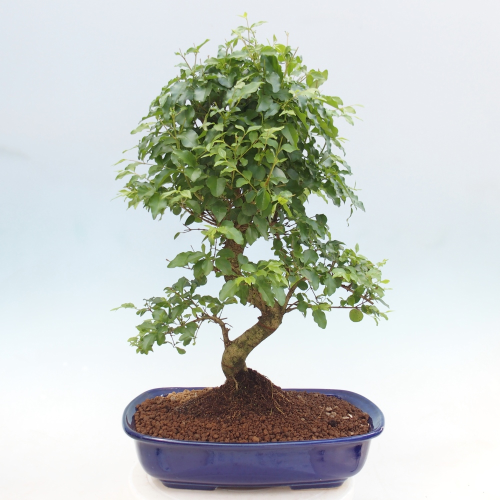 Pokój bonsai - Ligustrum chinensis - Dziób ptaka