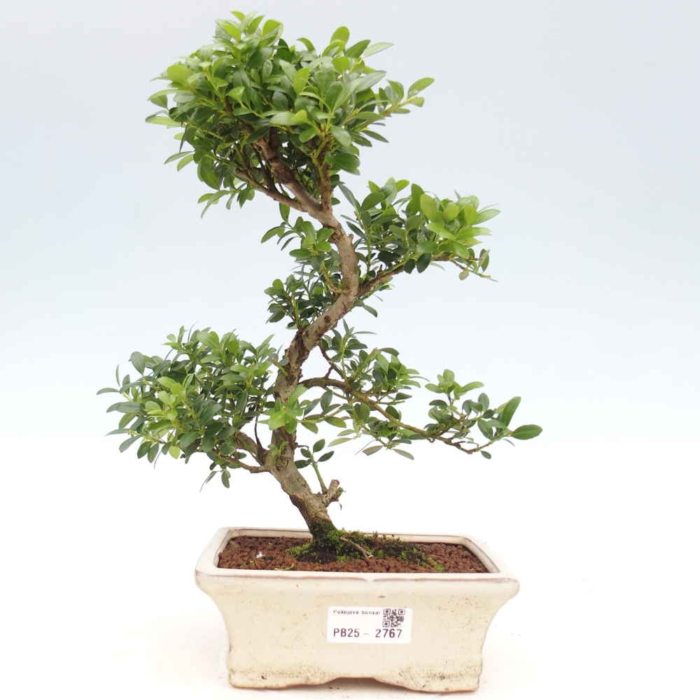 Kryty bonsai - Ilex crenata - Holly