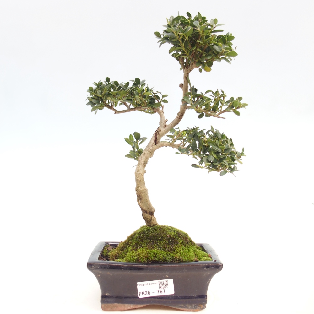 Bonsai wewnętrzne - Ilex crenata - Holly
