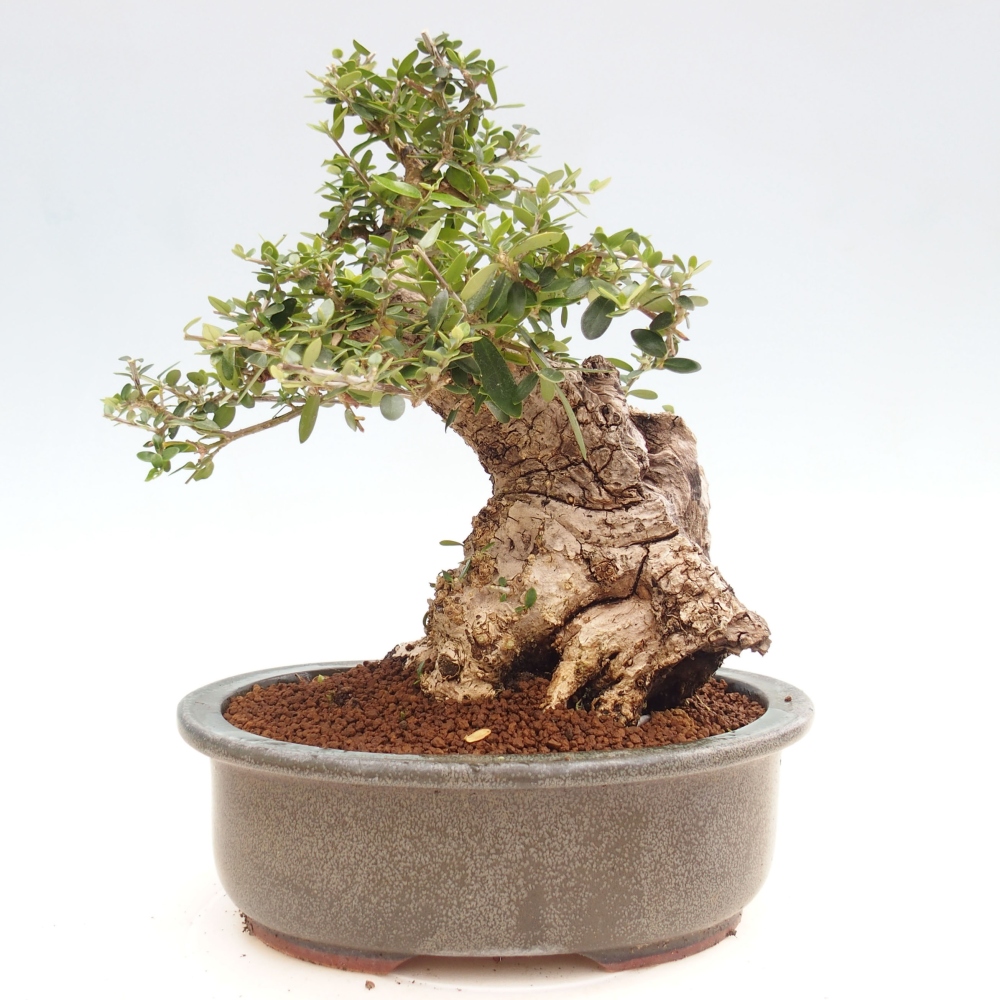 Kryte bonsai - Olea europaea sylvestris - Europejska oliwa z małych liści