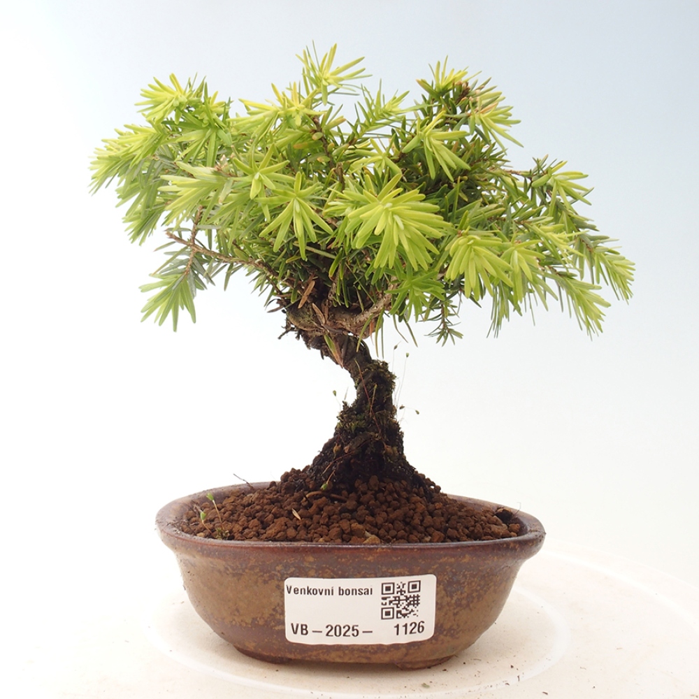 Bonsai zewnętrzne - Tsuga canadensis - Cykuta