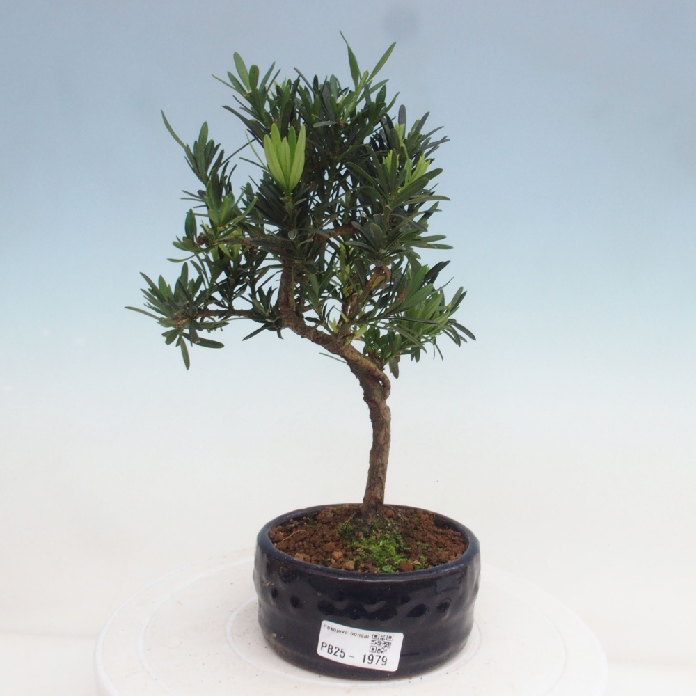 Kryty bonsai - Podocarpus - Kamień tys