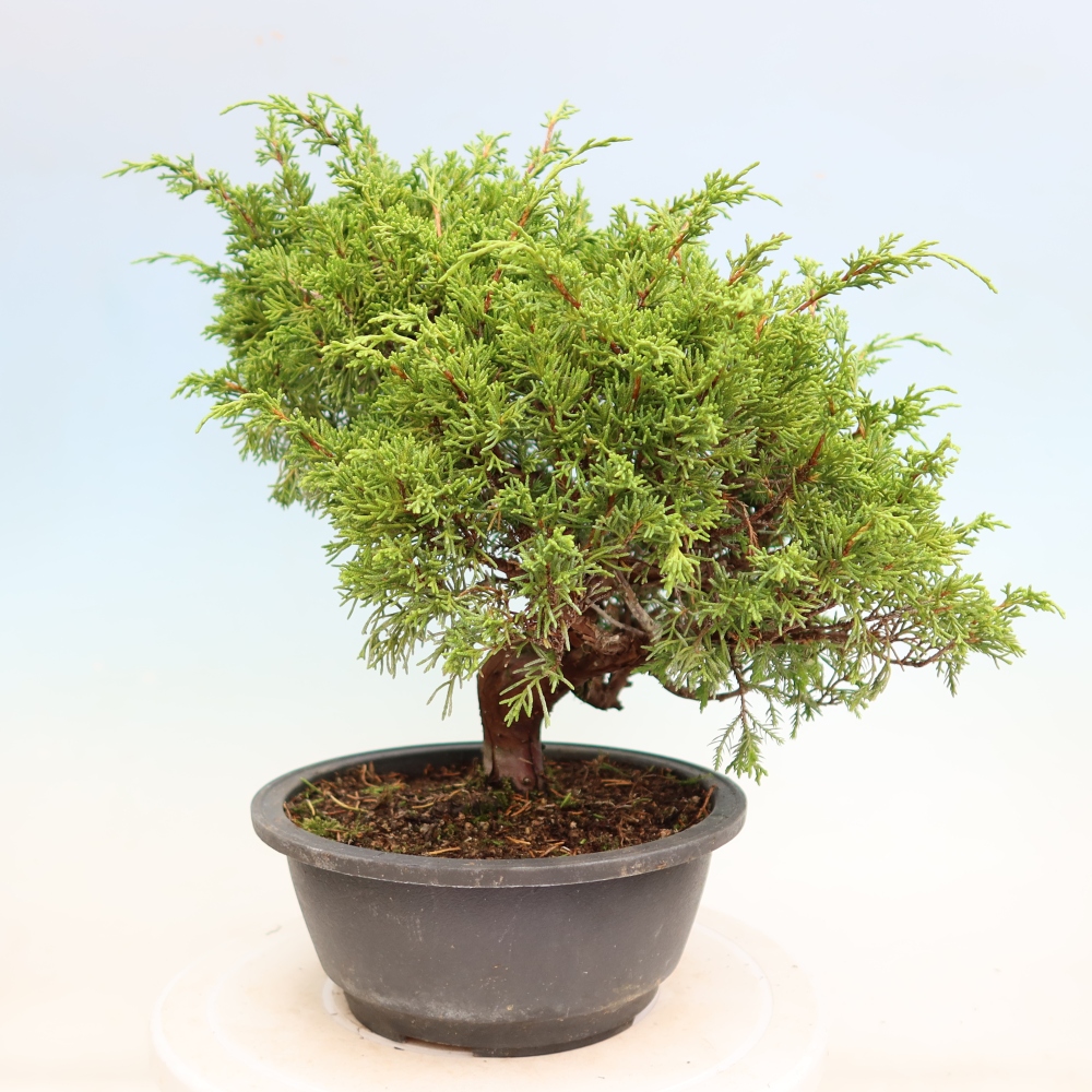 Bonsai ogrodowe – Juniperus chinensis Itoigawa – jałowiec chiński