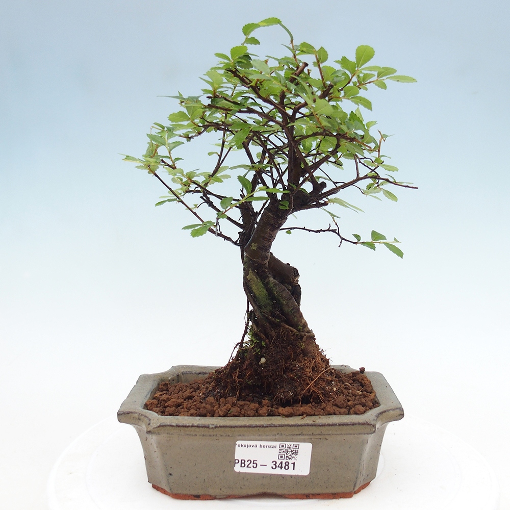 Pokój bonsai - Ulmus parvifolia - Wiąz drobnolistny