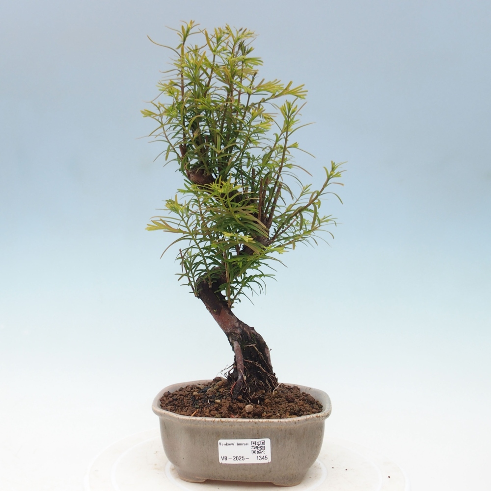 Outdoor bonsai - Metasequoia glyptostroboides - chińskie metasekvoje