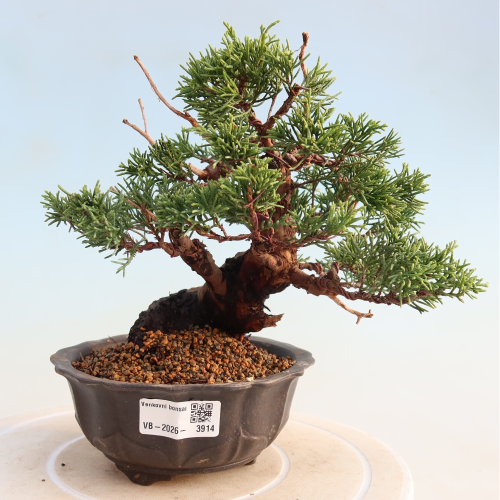 Outdoor bonsai - Juniperus chinensis Itoigawa - Jałowiec chiński