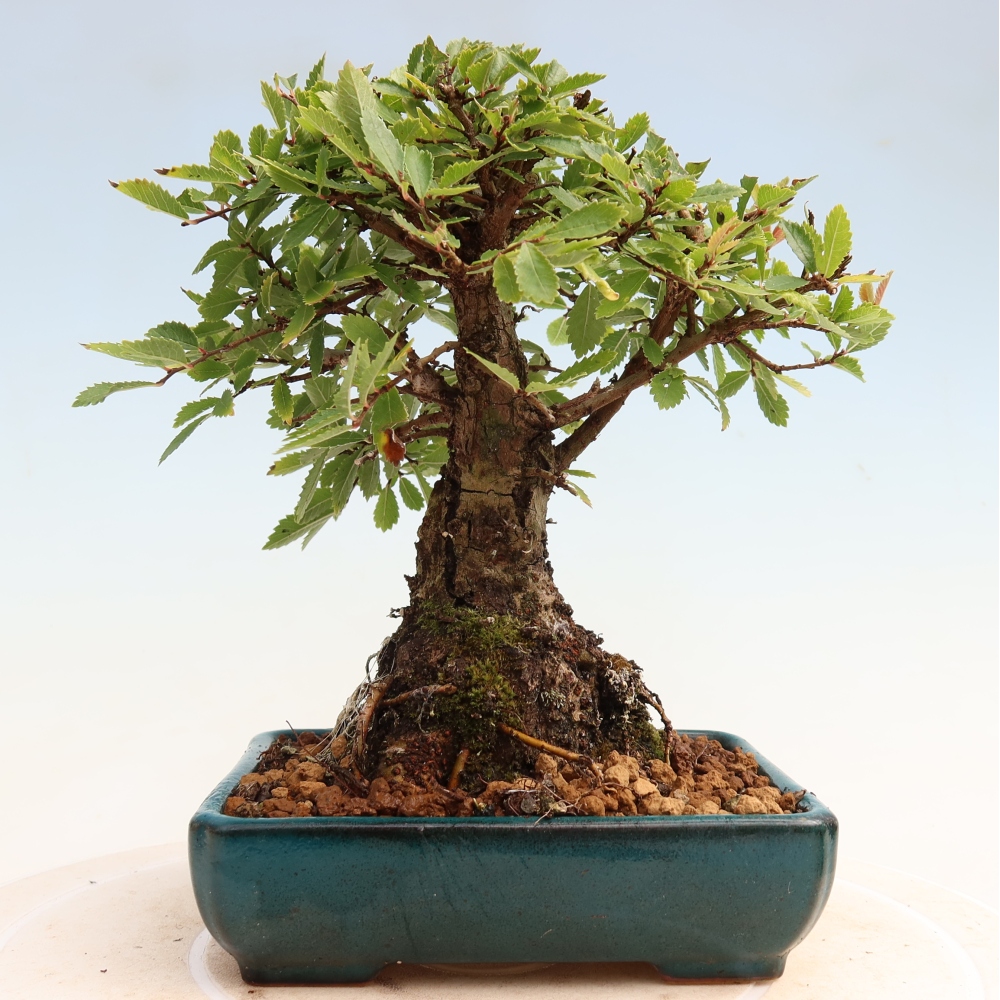 Bonsai zewnętrzne - Zelkova - Zelkova NIRE