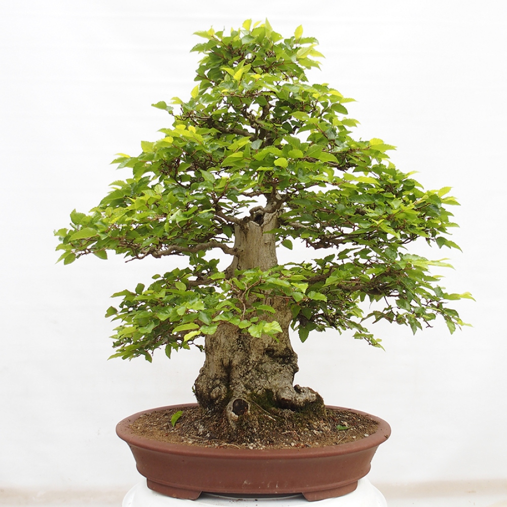 Bonsai zewnętrzne -Carpinus CARPINOIDES - grab koreański