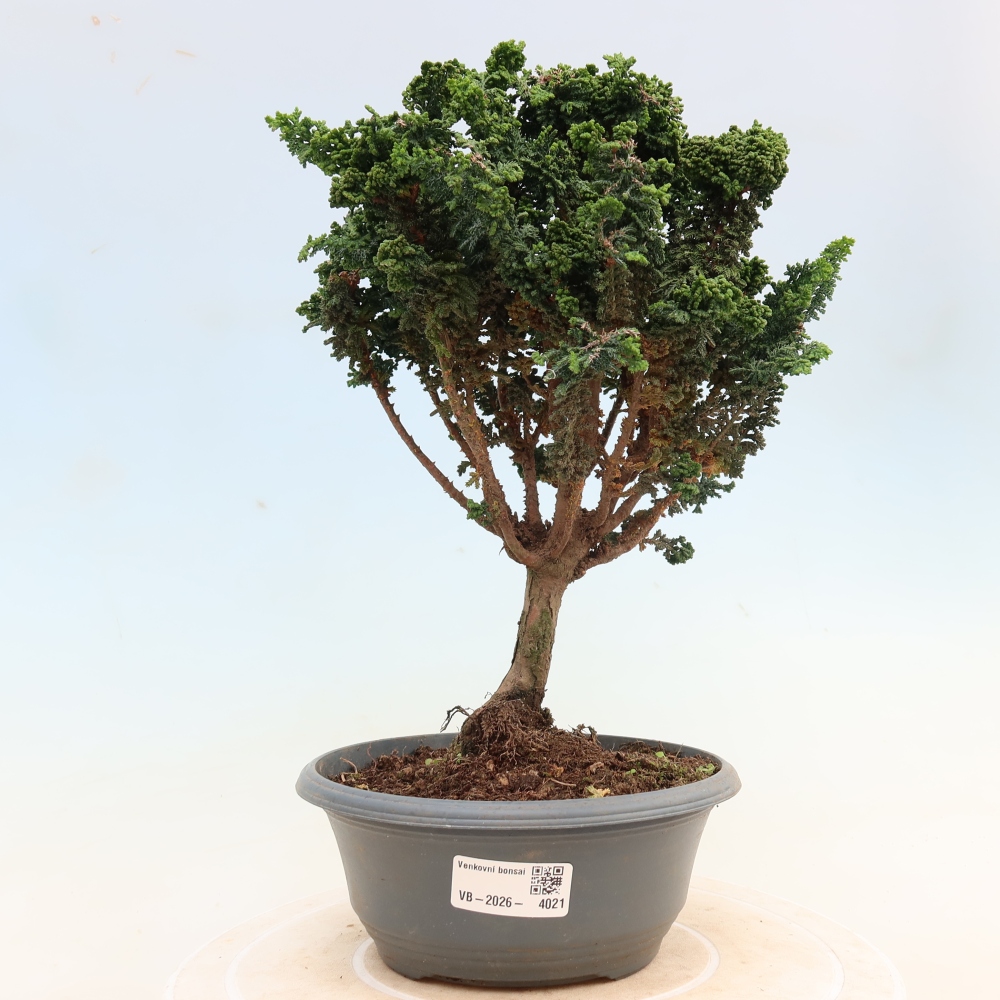Bonsai zewnętrzne - Cham. obtusa SEKKA HINOKI - Cyprys