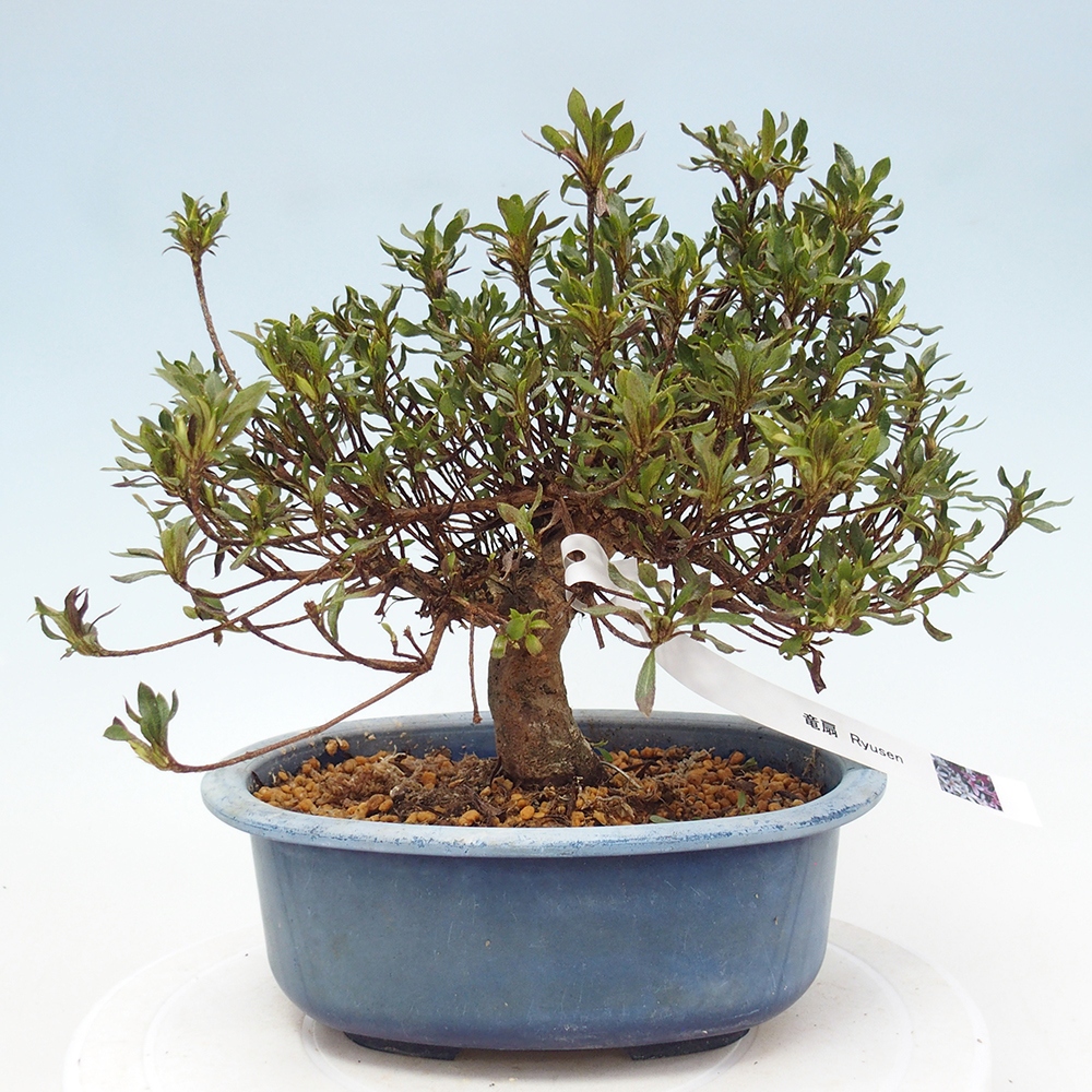 Bonsai zewnętrzne - Azalia japońska - Azalea Ryusen