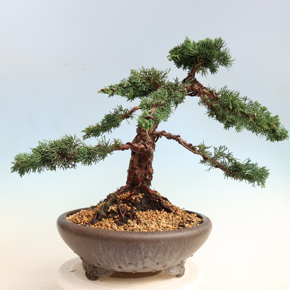 Outdoor bonsai - Juniperus chinensis Kishu