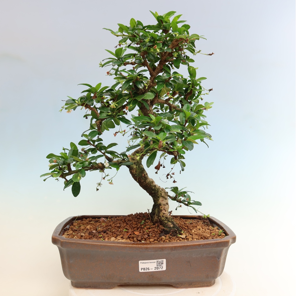 Bonsai pokojowe - Carmona macrophylla - Tea fuki