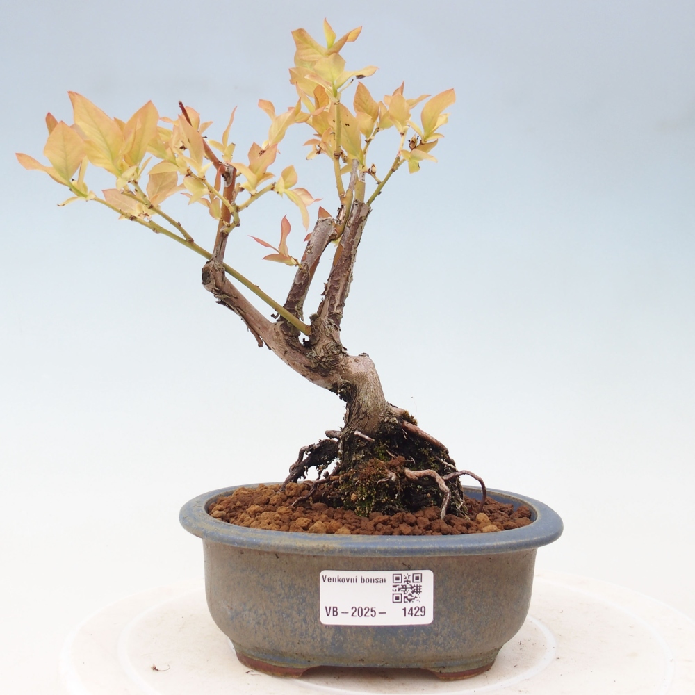 Bonsai Outdoor - Borówka kanadyjska - Vaccinium corymbosum