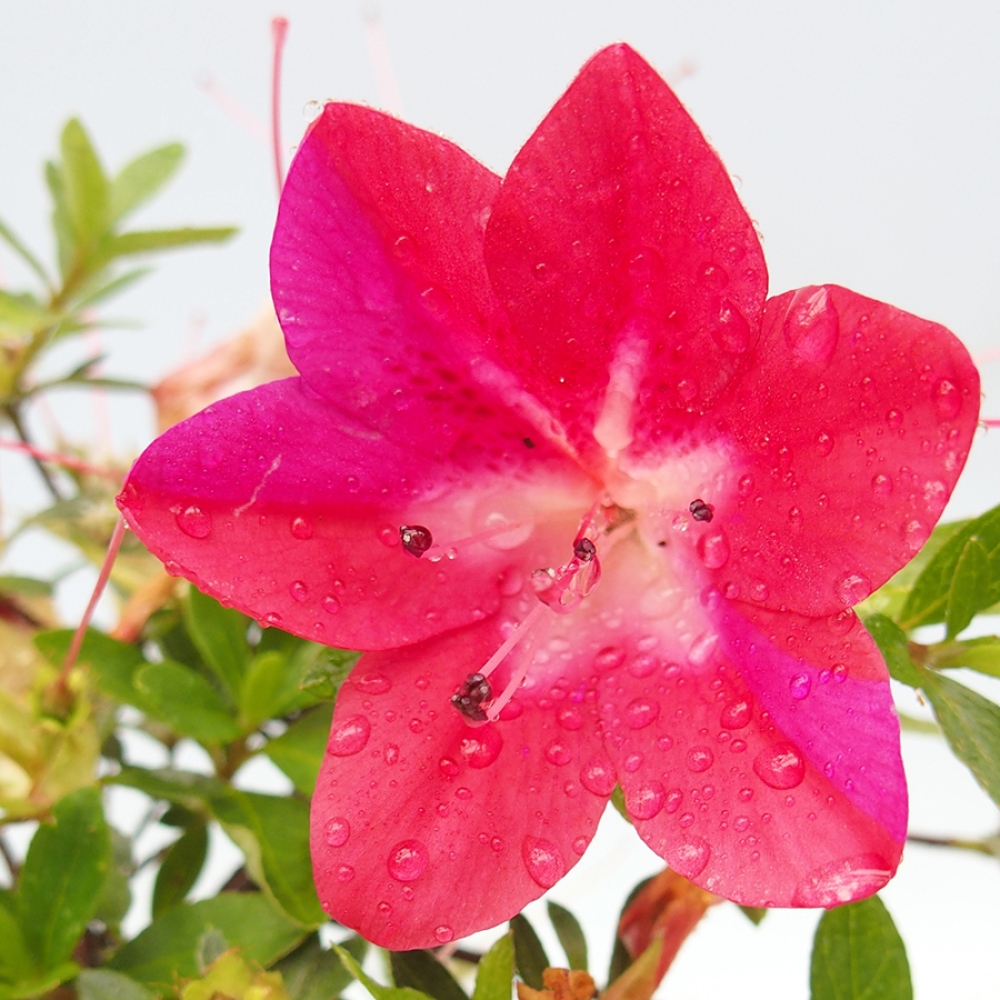 Bonsai zewnętrzne - Azalia japońska - Azalia Rin