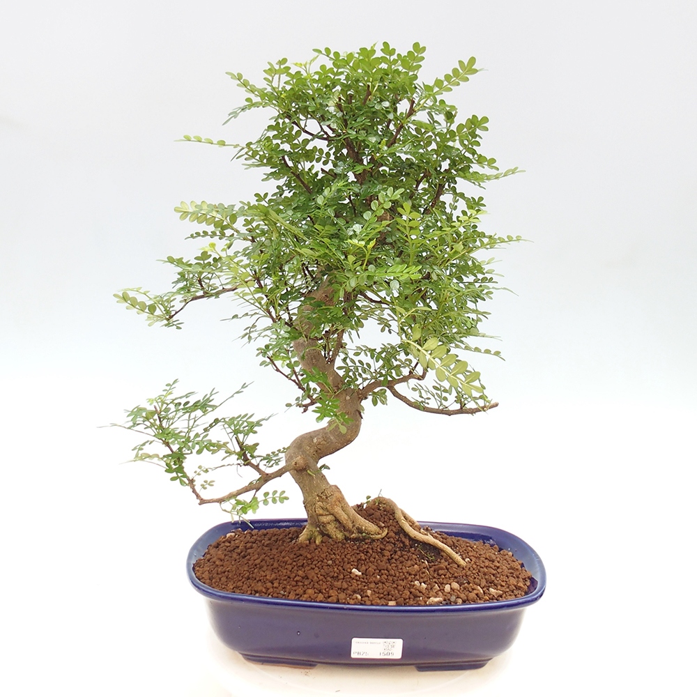 Bonsai do wnętrz - Zantoxylum piperitum - Mięta pieprzowa