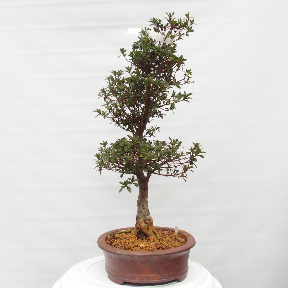 Bonsai zewnętrzne - Azalia japońska - Azalia Hanatsuzuri
