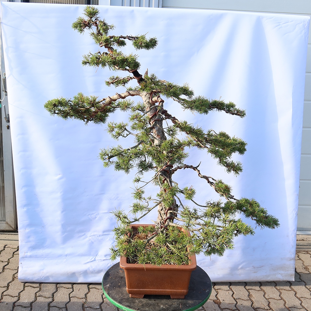 Pinus sylvestris Hiszpania – sosna zwyczajna